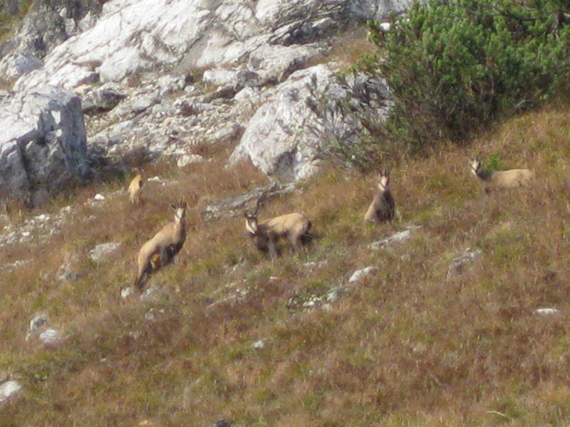Gemsen am Untersberg