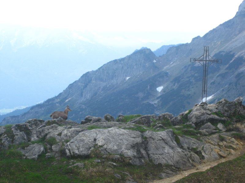 Gams auf der Hochlak am Unterberg